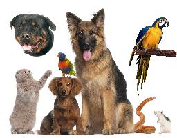 Αnimal Planet  Pet Shop - ΖΩΟΤΡΟΦΕΣ